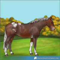 Horse Color:Silver Bay Tobiano Varnish