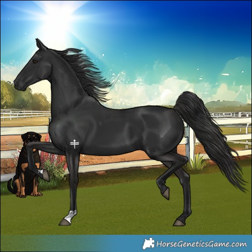 Horse Color:Liver Chestnut 