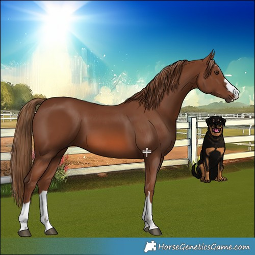 Horse Color:Chestnut 