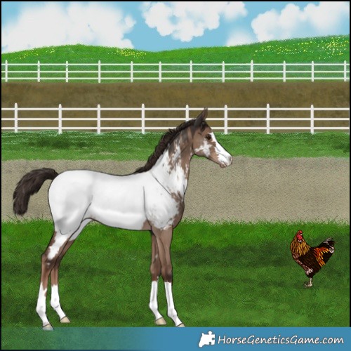Horse Color:Liver Red Dun Appaloosa 
