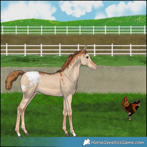 Horse Color:Red Dun Appaloosa 