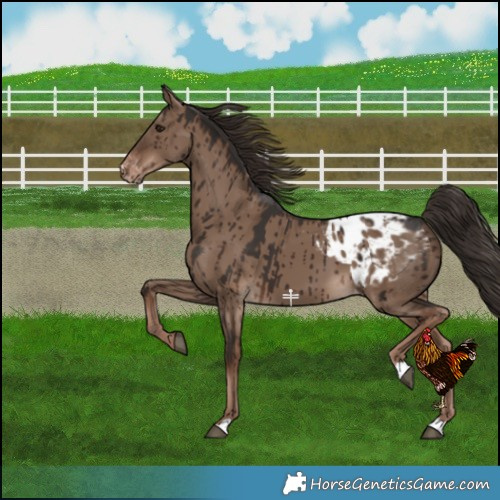Horse Color:Liver Red Dun Blanket Brindle 