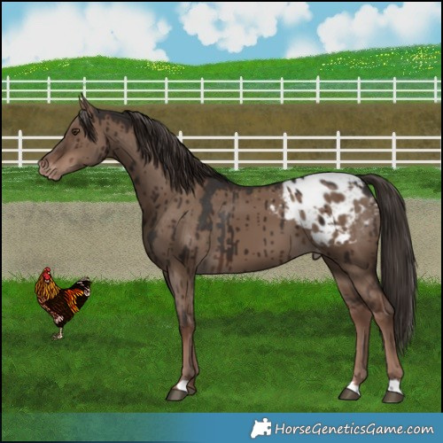 Horse Color:Liver Red Dun Appaloosa Brindle 