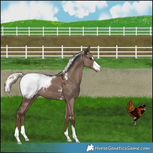 Horse Color:Liver Red Dun Mushroom Snowcap 