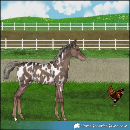 Horse Color:Liver Red Dun Mushroom Near Leopard 