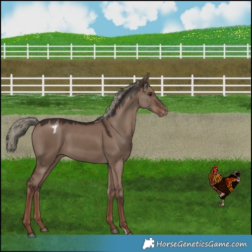 Horse Color:Liver Red Dun Mushroom Appaloosa 