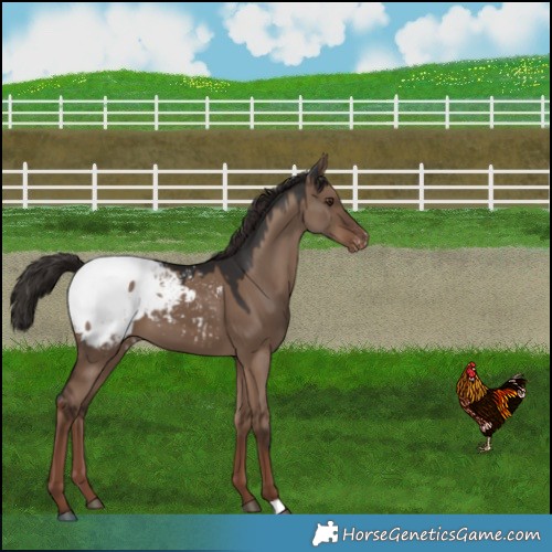 Horse Color:Liver Red Dun Appaloosa 