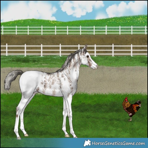 Horse Color:Liver Red Dun Mushroom Sabino Varnish Brindle 