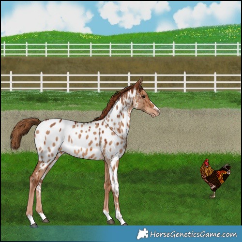 Horse Color:Red Dun Appaloosa Brindle 