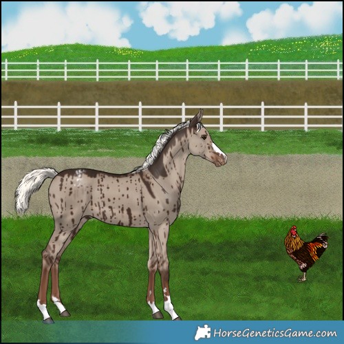 Horse Color:Liver Red Dun Mushroom Appaloosa Brindle 