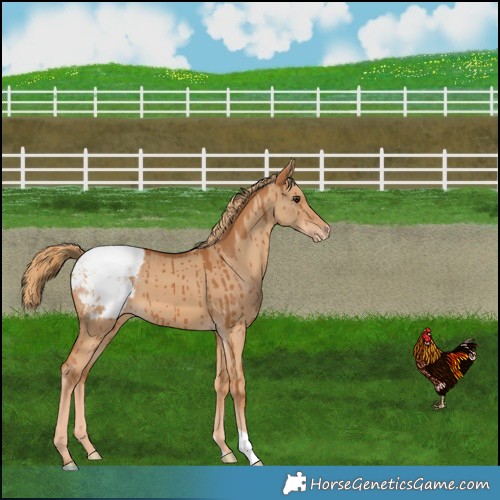 Horse Color:Red Dun Snowcap Brindle 