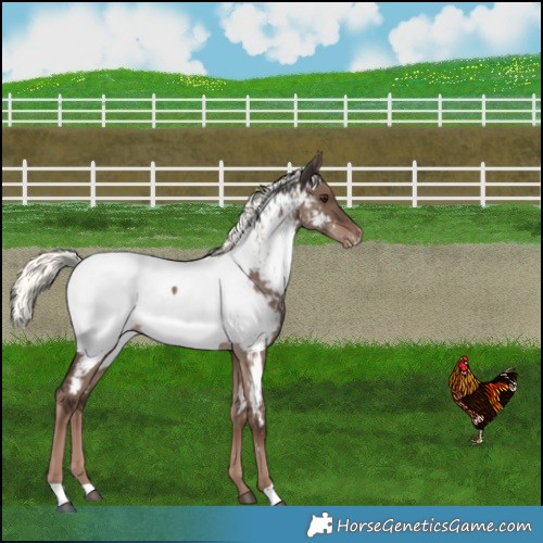 Horse Color:Liver Red Dun Mushroom Near Fewspot 