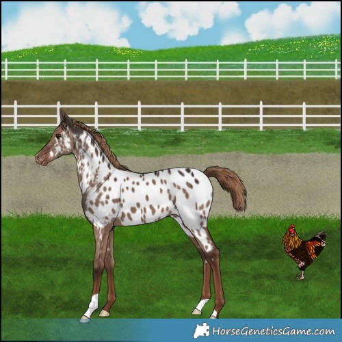 Horse Color:Liver Red Dun Appaloosa 