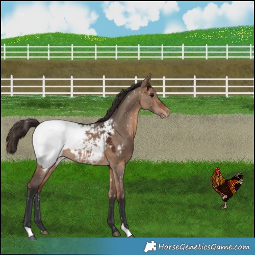 Horse Color:Bay Dun Near Fewspot 