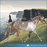 Horse Color:White Spotted Chocolate Palomino Roan 