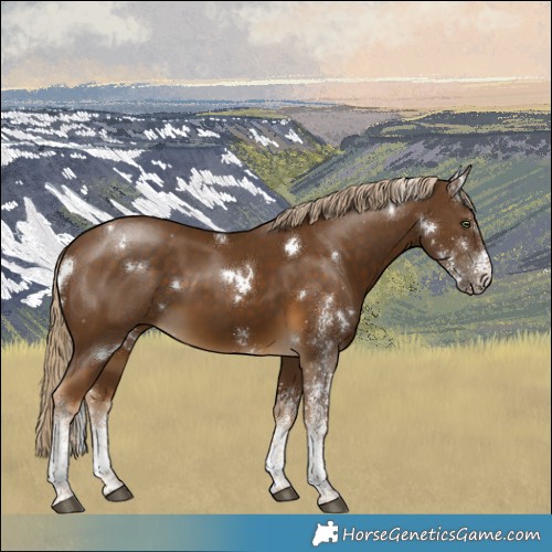 Horse Color:White Spotted Chocolate Palomino
