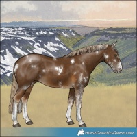 Horse Color:White Spotted Chocolate Palomino 