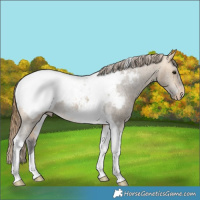 Horse Color:Buckskin Dun Tobiano Snowcap Rabicano