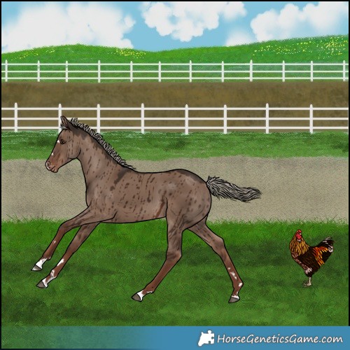 Horse Color:Liver Red Dun Mushroom Appaloosa Brindle 