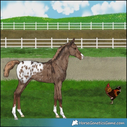 Horse Color:Liver Red Dun Appaloosa Brindle
