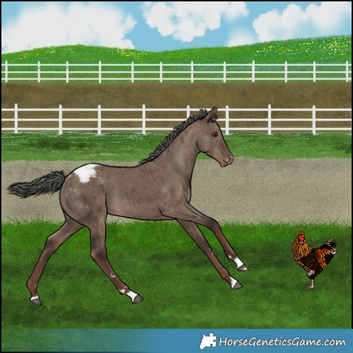 Horse Color:Liver Red Dun Mushroom Varnish Brindle 