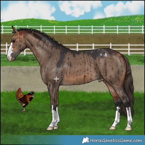 Horse Color:Bay Dun Varnish Brindle 