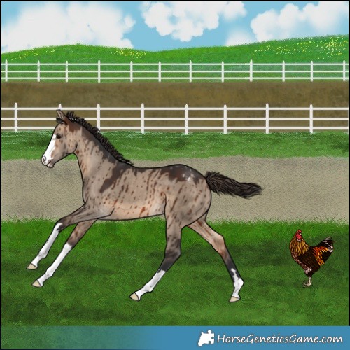 Horse Color:Bay Dun Appaloosa Brindle 