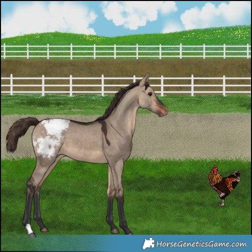 Horse Color:Bay Dun Snowcap 