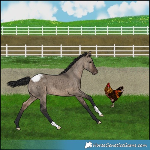 Horse Color:Brown Dun Varnish Brindle 