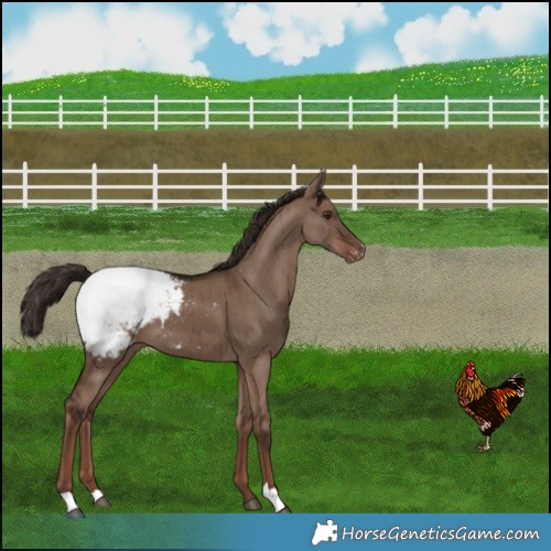 Horse Color:Liver Red Dun Snowcap Brindle 
