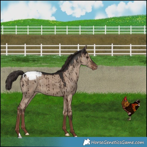 Horse Color:Liver Red Dun Appaloosa Brindle 
