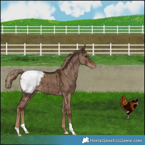 Horse Color:Liver Red Dun Snowcap Brindle 