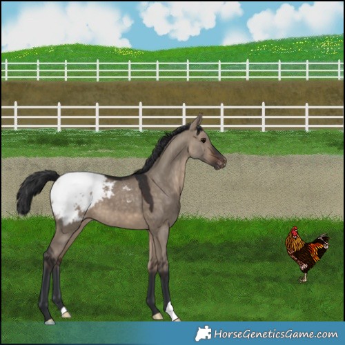 Horse Color:Brown Dun Snowcap 
