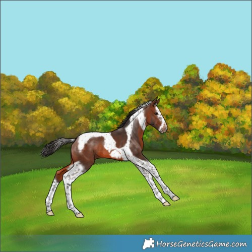 Horse Color:Brown Splash Tobiano Frame 