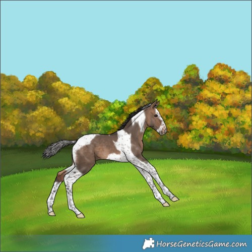 Horse Color:Brown Dun Splash Tobiano Frame 