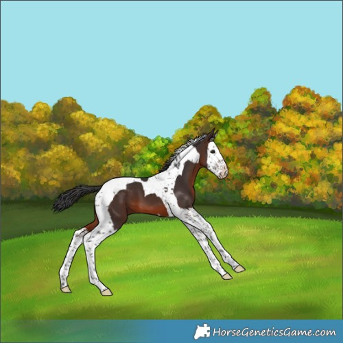 Horse Color:Brown Splash Tobiano 