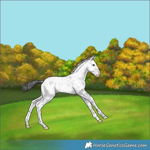 Horse Color:Brown Dun Splash Tobiano 