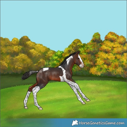 Horse Color:Brown Splash Tobiano 