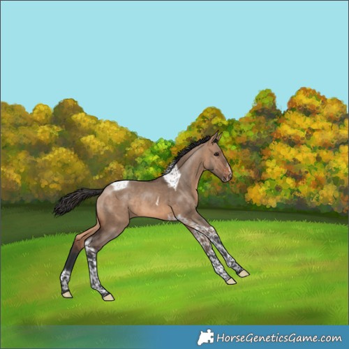 Horse Color:Brown Dun Tobiano Frame 