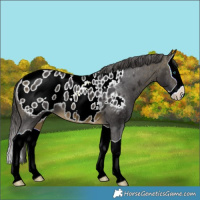 Horse Color:Buckskin Splash Blanket
