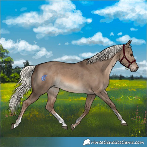 Horse Color:Red Dun Mushroom Sabino 