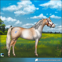 Horse Color:Gray Palomino