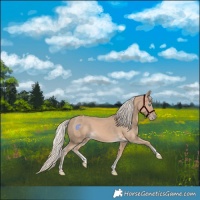 Horse Color:Cremello Sabino Tobiano