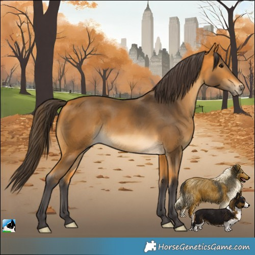 Horse Color:Buckskin