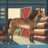 Horse Color:Buckskin 