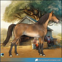 Horse Color:Buckskin 