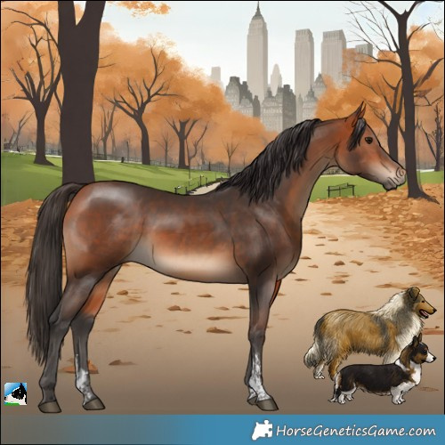 Horse Color:Bay Sabino 