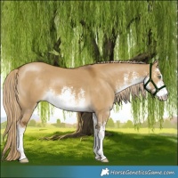 Horse Color:White Spotted Chocolate Palomino Dun 