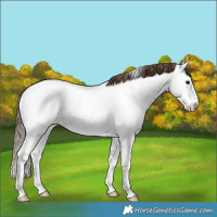 Horse Color:Bay Ice Dun Splash Near Fewspot 