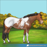Horse Color:Bay Tobiano Snowcap 